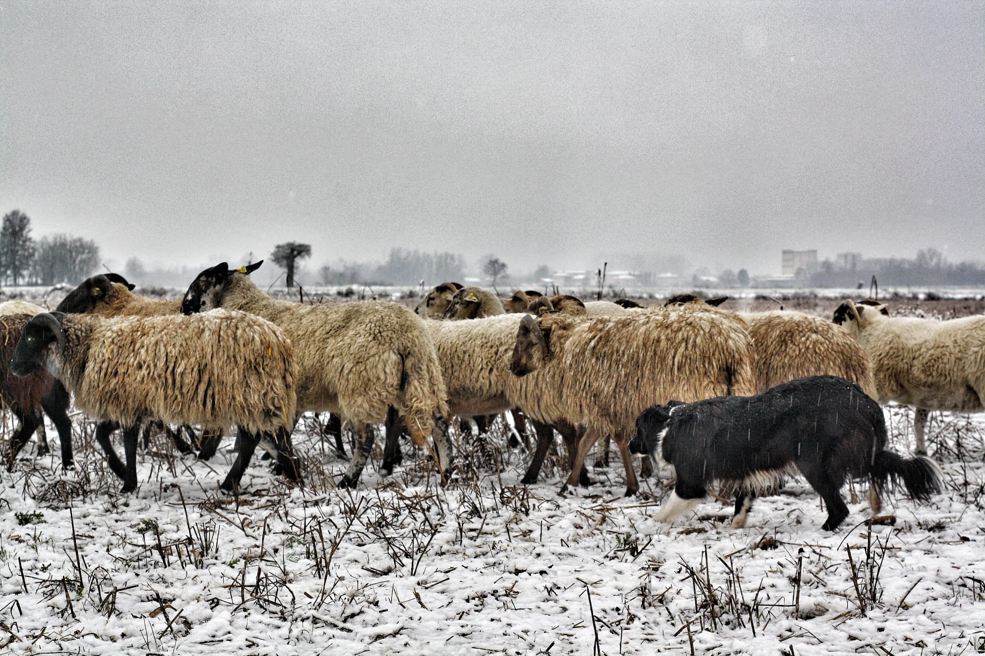 conduzione pecore nella neve